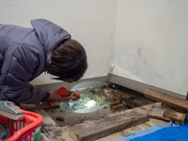 Best Mold Remediation for Healthcare Facilities  in St Helens, OR