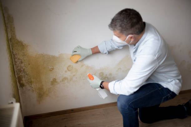 Best Real Estate Mold Inspection  in St Helens, OR